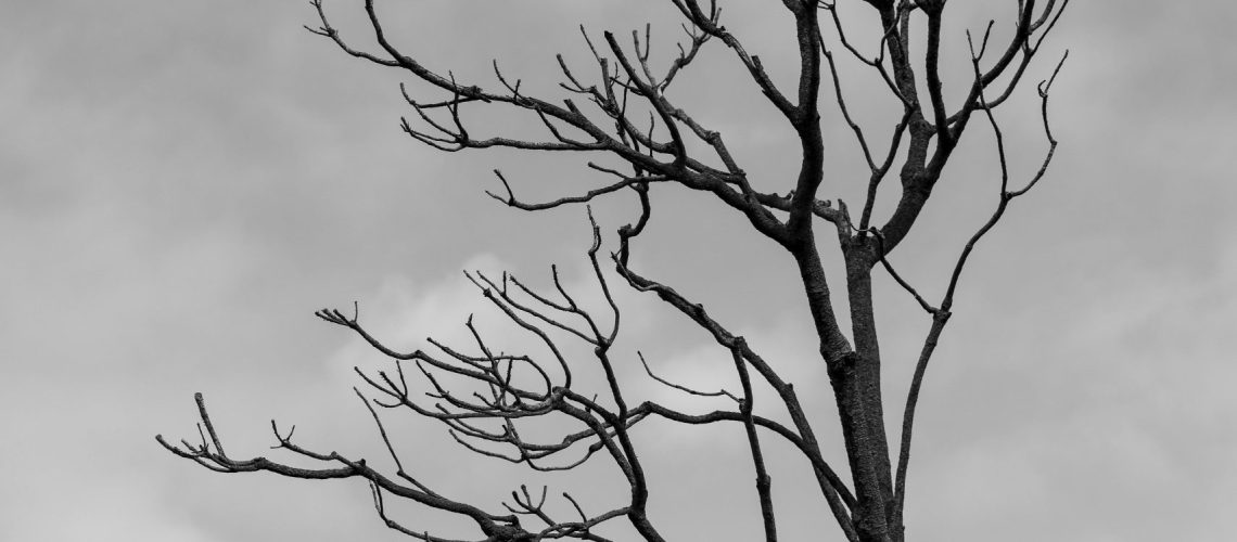pexels-wildshots-20927399